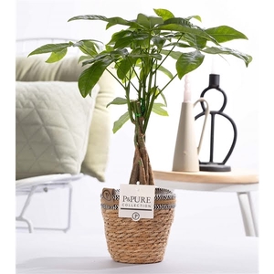 Pachira Aquatica in P&PURE Basket 6