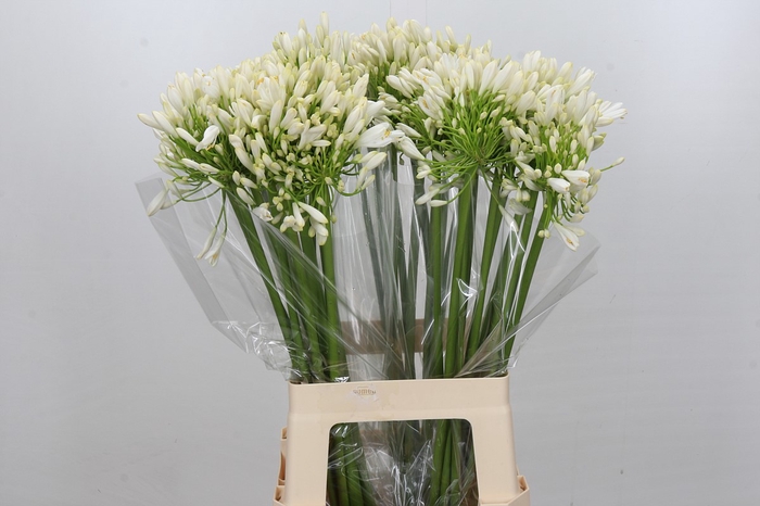 <h4>Agapanthus White Heaven</h4>