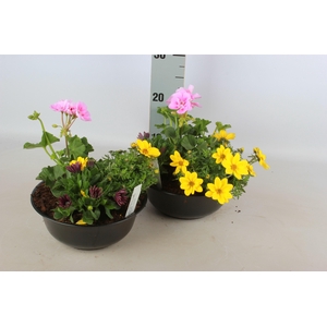 ARR TUINPLANTEN