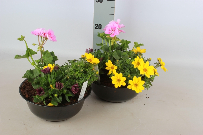 <h4>ARR TUINPLANTEN</h4>