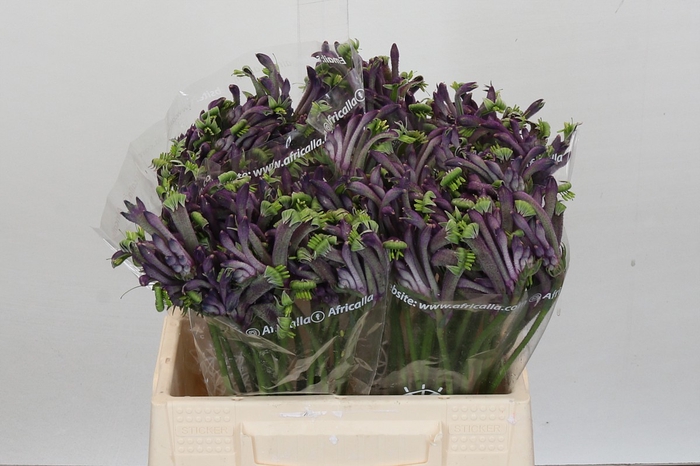 <h4>Anigozanthos Overig</h4>