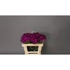 Dianthus Ba Am Neon Purple (min 18x100)