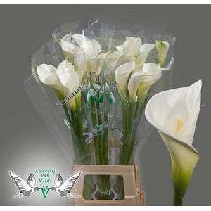 Zantedeschia ae colombe de la paix