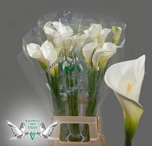 <h4>Zantedeschia ae colombe de la paix</h4>