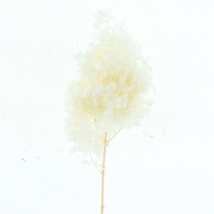 <h4>Pres Bleached Hydrangea Tower White</h4>