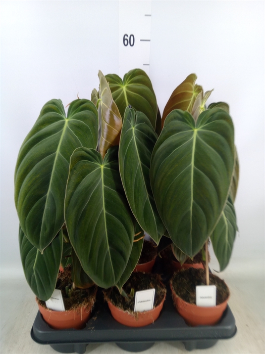 <h4>Philodendron melanochrysum</h4>