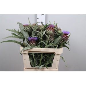 Cynara Cardunculus