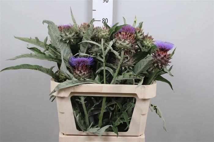 <h4>Cynara Cardunculus</h4>