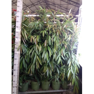 Ficus binn. 'Amstel King'