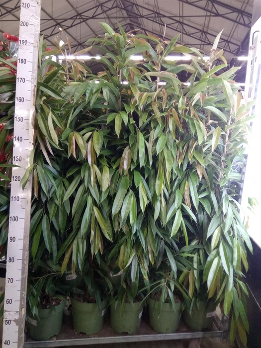 <h4>Ficus binn. 'Amstel King'</h4>