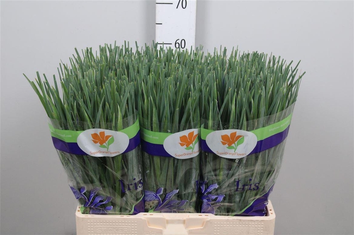 <h4>Iris Blue Magic</h4>