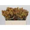 Anigozanthos Bush Blitz