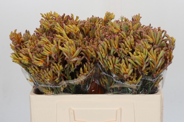 Anigozanthos Bush Blitz