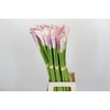 Zantedeschia Eydolls Purple White