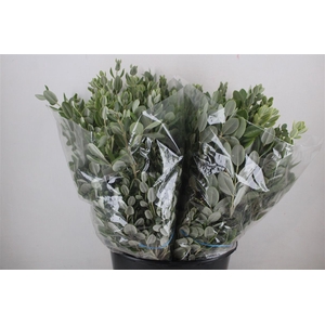Pittosp Ralphi Leaves 200gr P Bunch