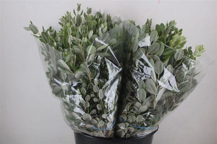 <h4>Pittosp Ralphi Leaves 200gr P Bunch</h4>