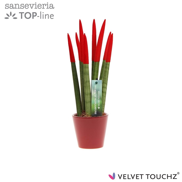 <h4>Sansevieria VELVET TOUCHZ® Rood In keramiek R'dam</h4>