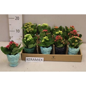 ARR KALANCHOE