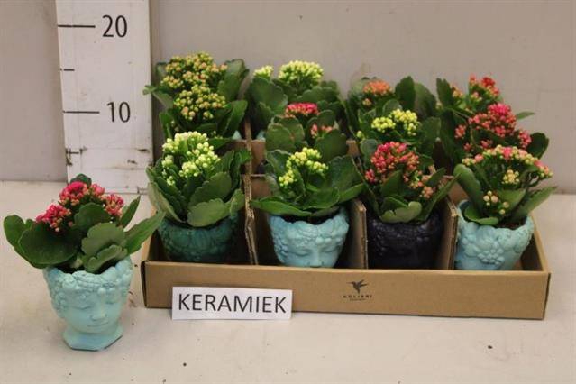 <h4>ARR KALANCHOE</h4>