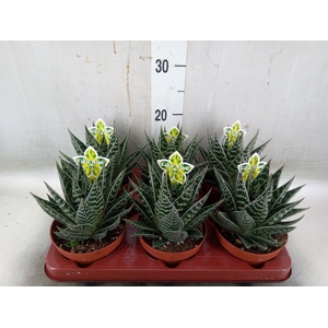 Aloe aristata 'Tiki Tahi'