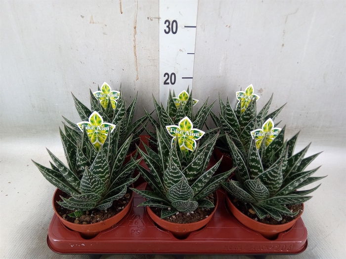 <h4>Aloe aristata 'Tiki Tahi'</h4>