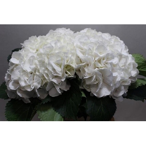 Hydrangea schneeball