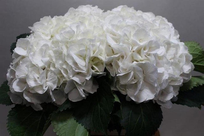 <h4>Hydrangea schneeball</h4>