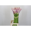 Zantedeschia Eydolls Purple White