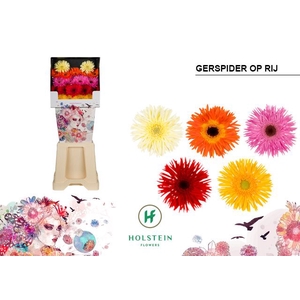 Germini Spider Mix Spider Diamond