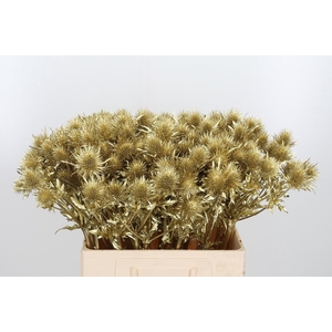 Eryn Supernova Kl Bh Goud