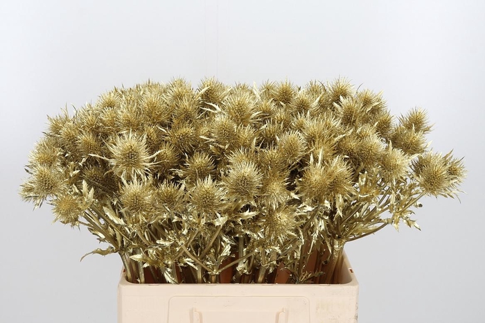 <h4>Eryn Supernova Kl Bh Goud</h4>