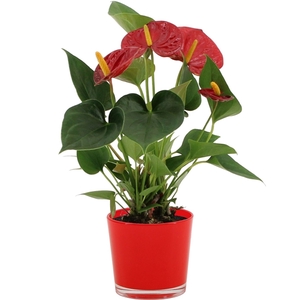 Anthurium Diamond Red in Joy glass