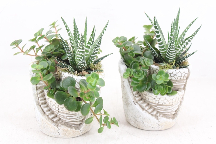 <h4>arr3 SN - Tower garden x8</h4>
