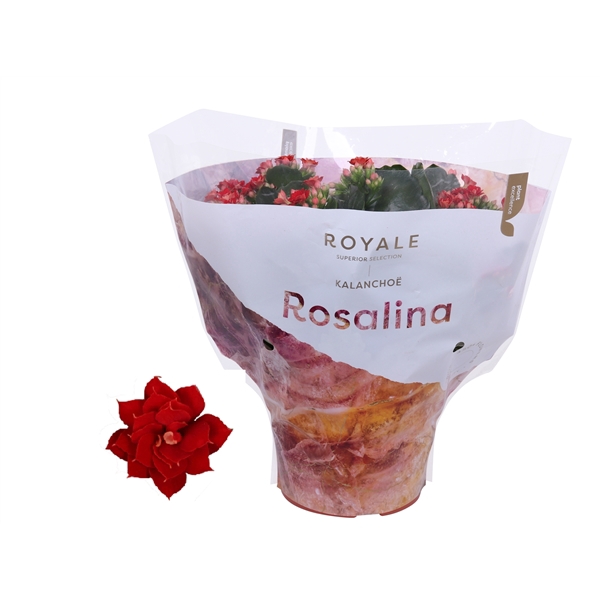 <h4>Kalanchoe Rosalina 15cm Royale Justino rood</h4>