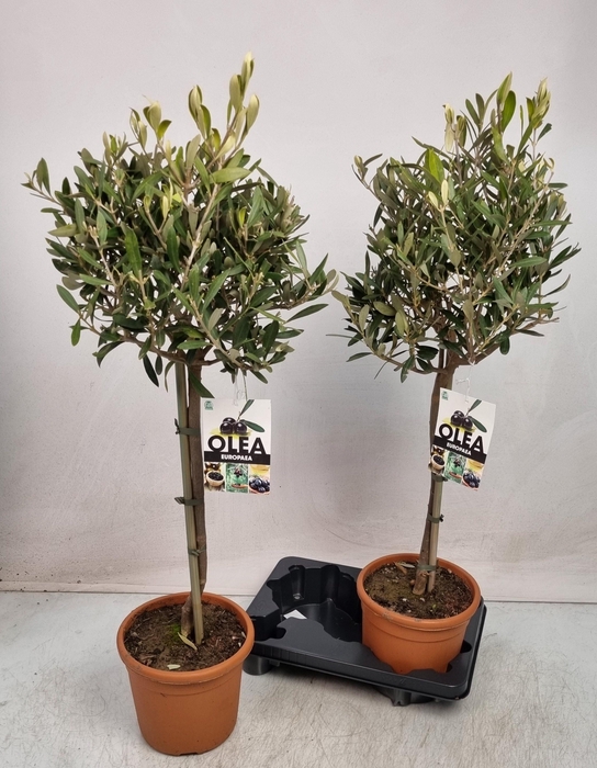 <h4>OLEA EUROPAEA</h4>