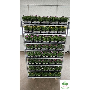 Osteoeospermum Mix 11Ø  25cm