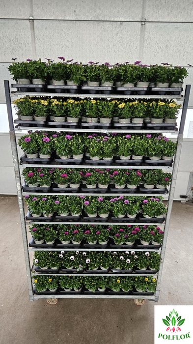 Osteoeospermum Mix 11Ø  25cm