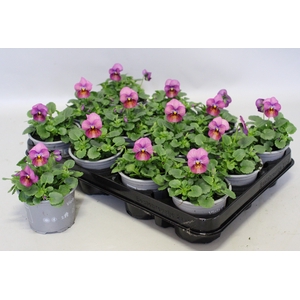 Viola cornuta F1 Plum Antique