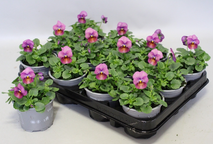 Viola cornuta F1 Plum Antique