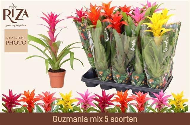 <h4>GUZM GEM 5 SRT</h4>