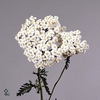Achillea white beauty