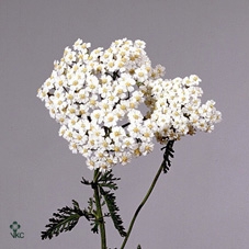 Achillea white beauty