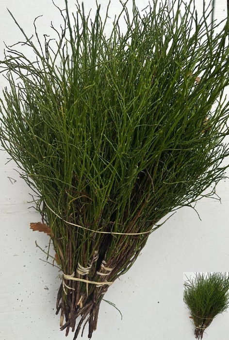 <h4>VACC MYRTILLUS BS</h4>