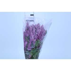 CAMARAO ROSA 050 CM
