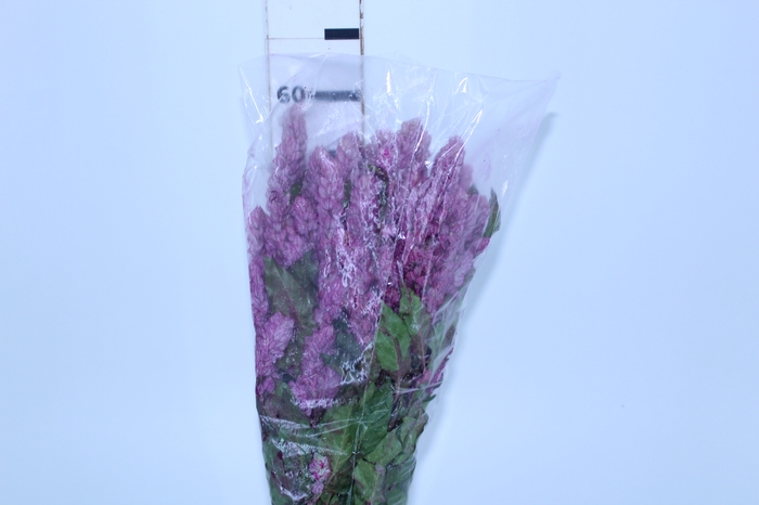 CAMARAO ROSA 050 CM