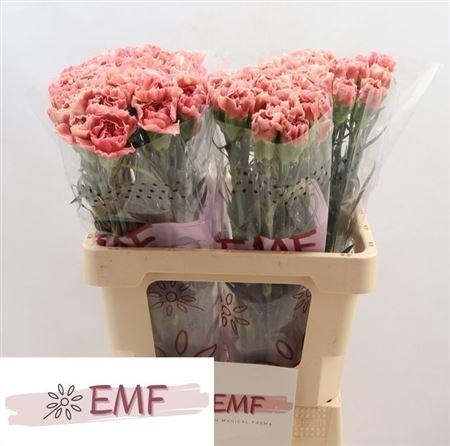 <h4>Di St Lady Dayana</h4>