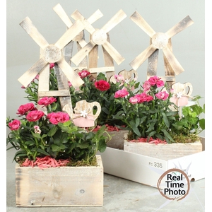 ARR TUINPLANTEN