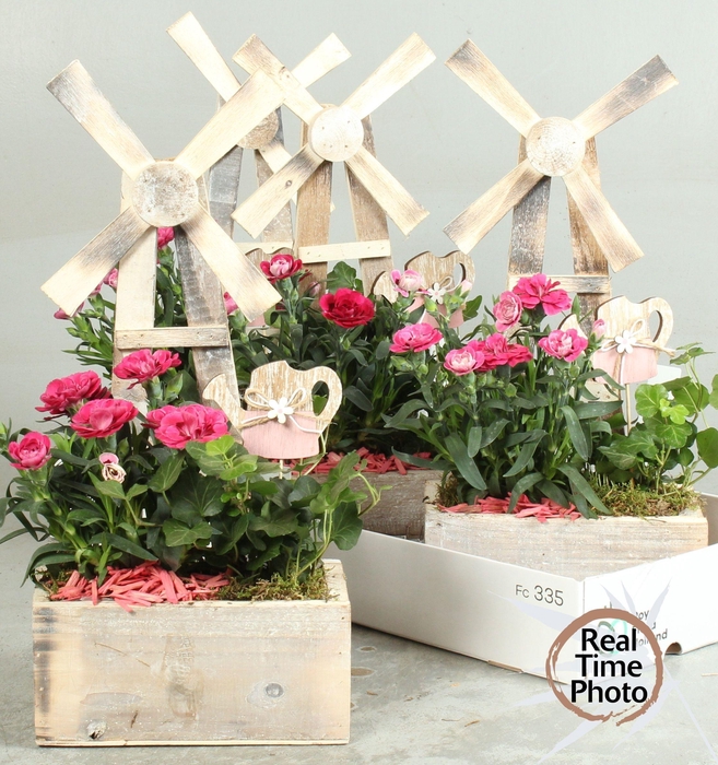 <h4>ARR TUINPLANTEN</h4>