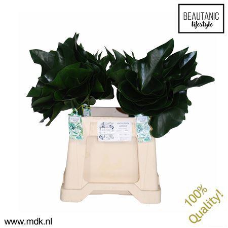 <h4>Anthurium  'Arrow'   ...blad</h4>