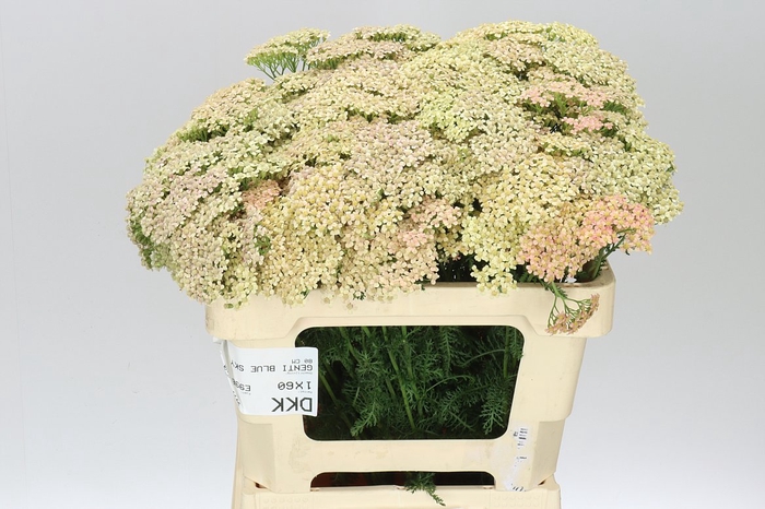 <h4>Achillea Lachsschönheit</h4>